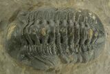 Detailed Reedops Trilobite - Atchana, Morocco #376978-2